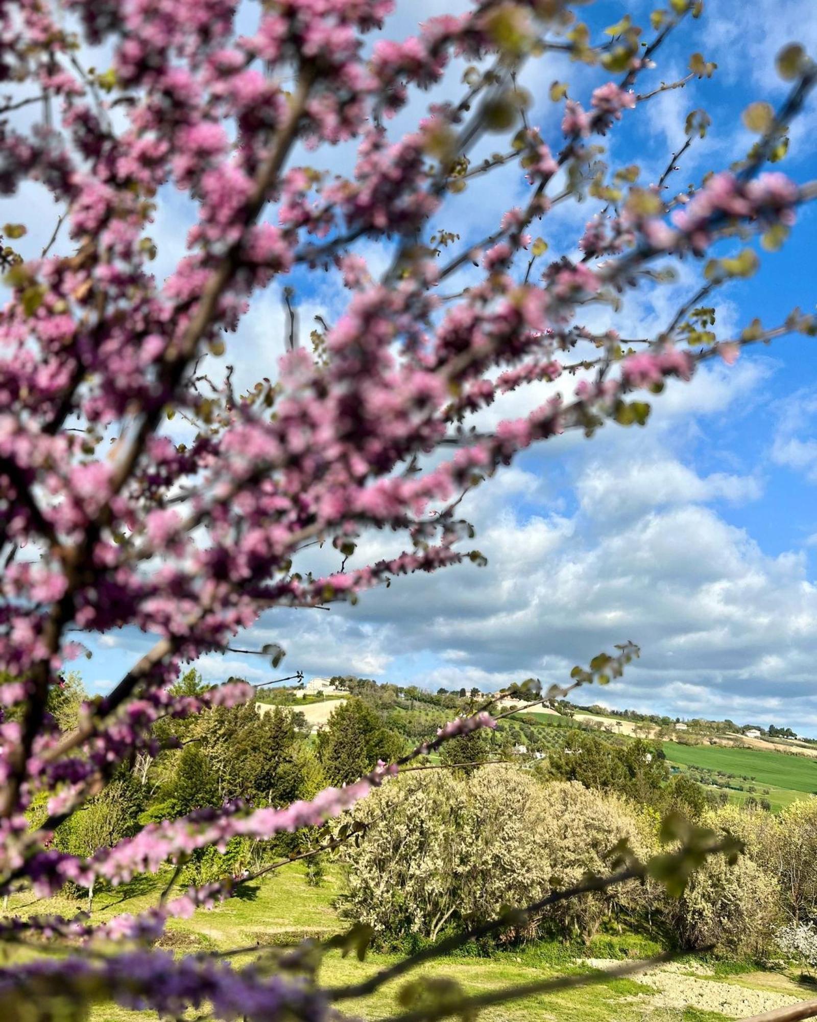Agriturismo La Contea Senigallia Villa San Gaudenzio Eksteriør billede